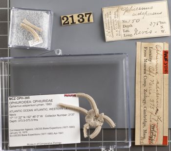 Media type: image;   Invertebrate Zoology OPH-385 Aspect: labels